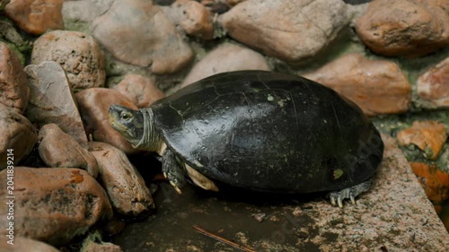 a turtle in the temple Wat Prayoon in Bagkok