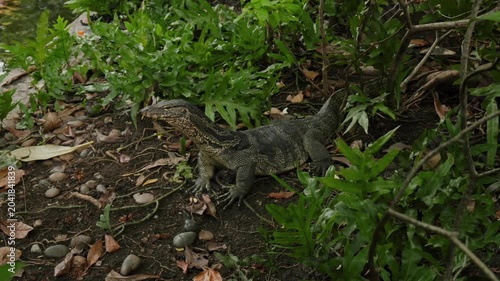 lizard on the grass in Thailand