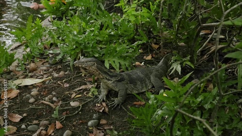 lizard on the grass in Thailand