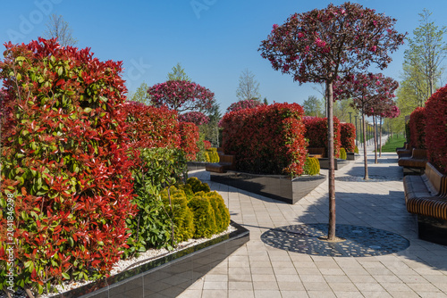 Beautifully landscaped park featuring Photinia hedges with their characteristic bright red foliage. Complementary wooden benches provide spaces for quiet repose. Galitsky Park, Krasnodar