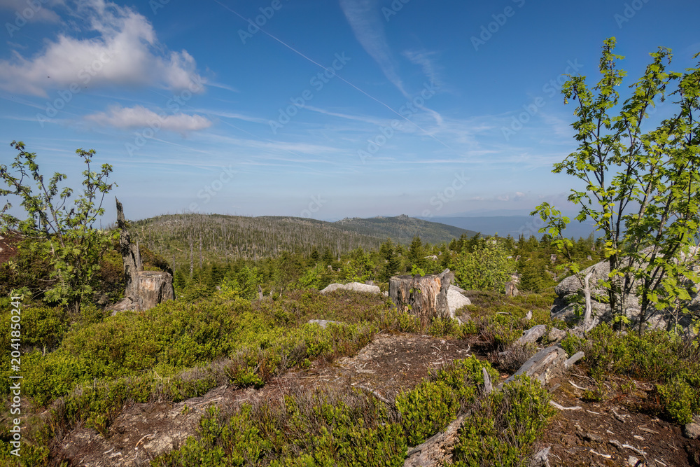 Fototapeta premium Natural forest regeneration with young spruce growth and view toward Dreisessel peaks in the Bavarian Forest