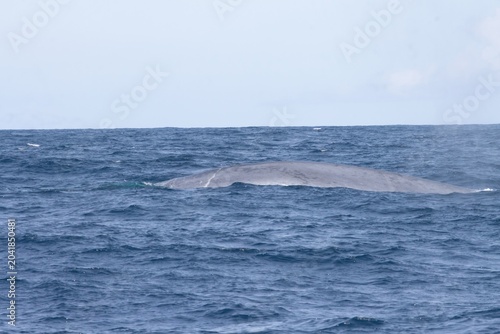 Bild auf Leinwand Blue Whale in atlantic ocean