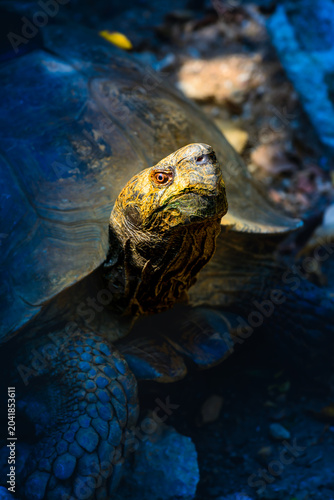 Animal Series : Close up portrait of an elongated tortoise in its natural habitat environment.