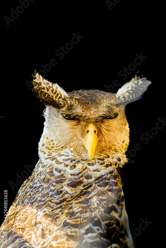 Animal Series : A majestic spot bellied eagle owl Bubo nipalensis stands out against a deep black background.