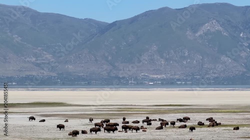 Bison on Antelope Island, Salt Lake City, Utah