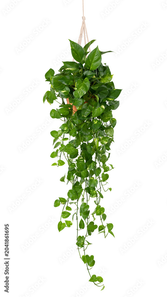 Obraz premium Hanging pothos plant with lush green leaves against a white background.