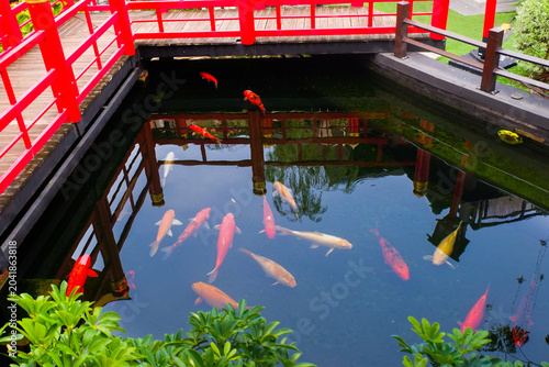 Foto Colorful fancy carp fish (koi fish) in a garden pond in Japan,nishikigoi or orange carp and Red bridge and pond in Japanese garden