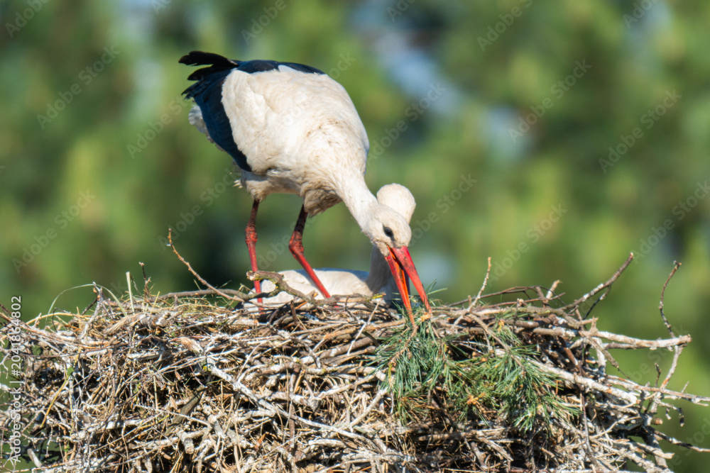 Fototapeta premium White storks on the nest.