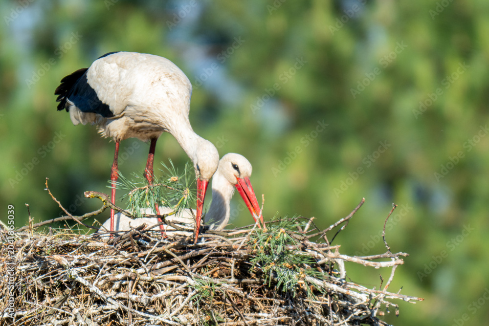 Fototapeta premium White storks on the nest.