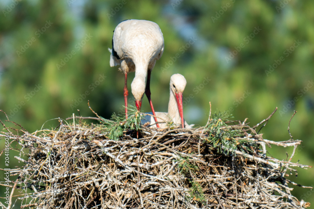 Fototapeta premium White storks on the nest.