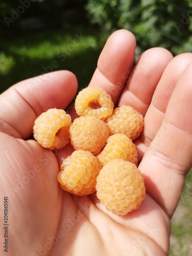 Handful of fresh organic yellow raspberries from the garden