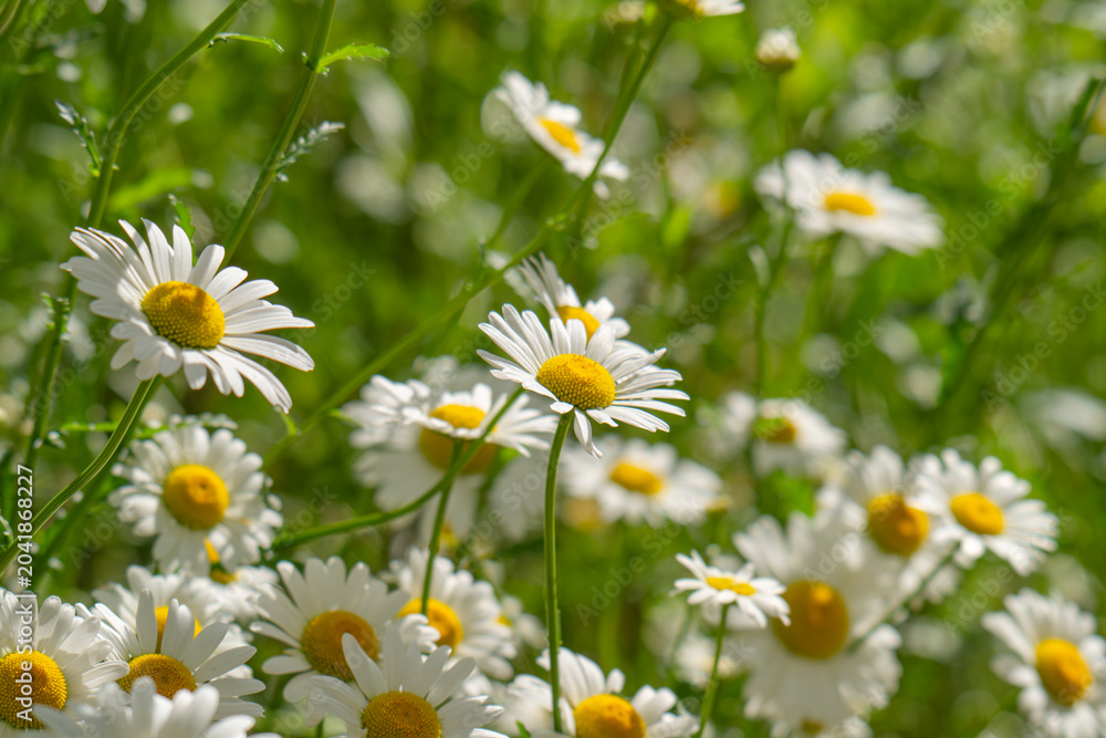 Fototapeta premium Macro details of white colored Daisy flowers