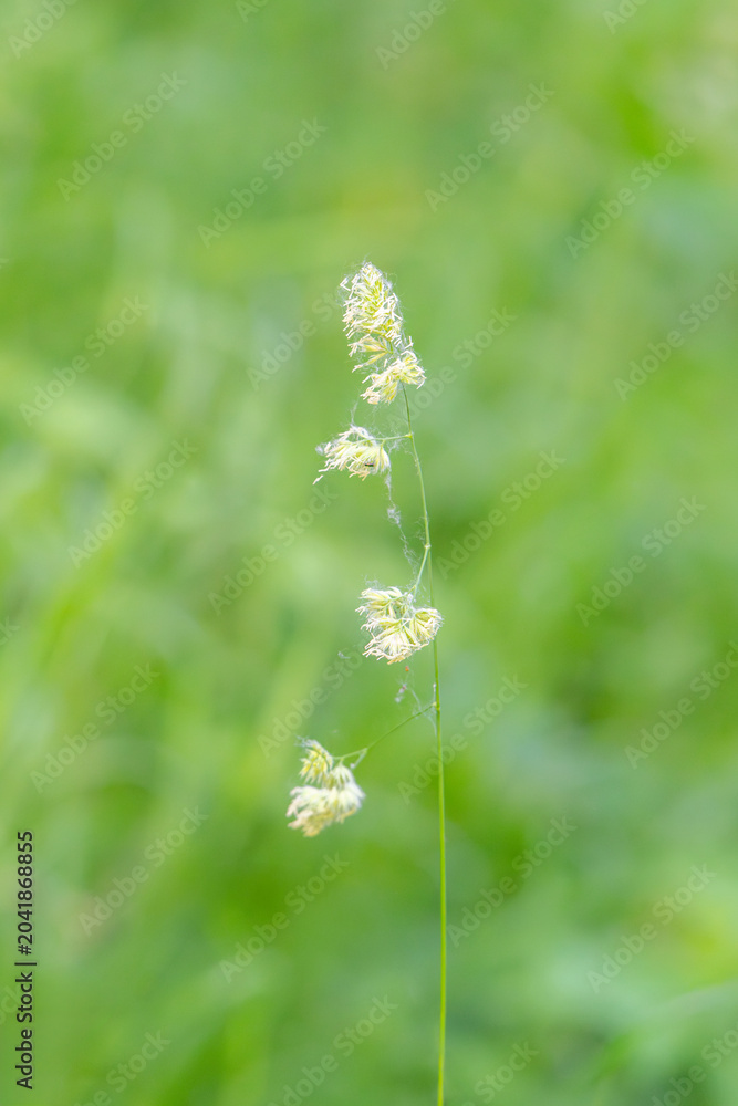 Obraz premium Beautiful green grass in a meadow