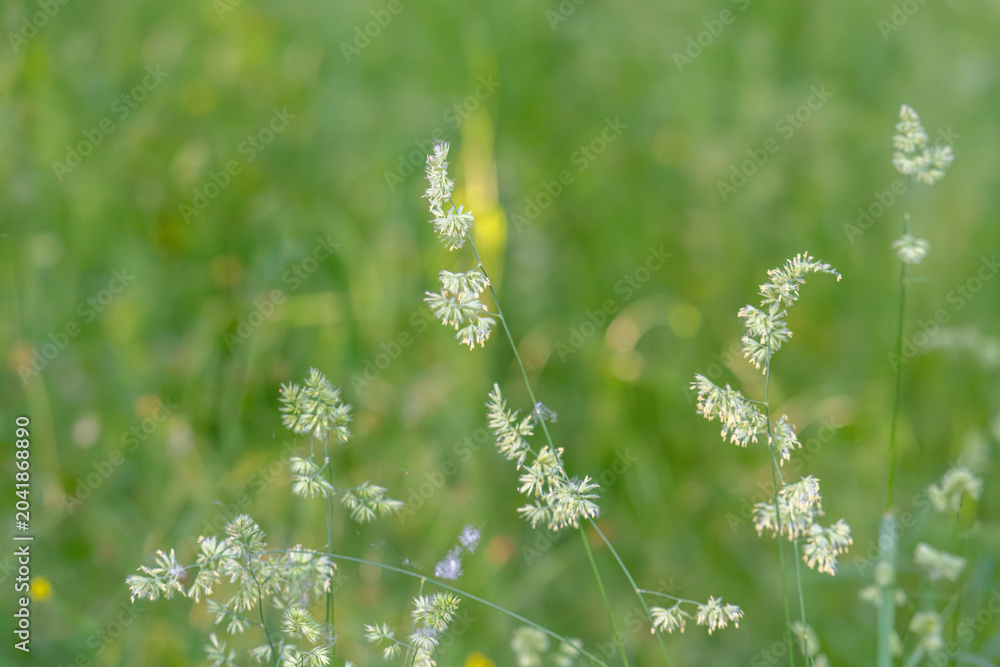 Obraz premium Beautiful green grass in a meadow