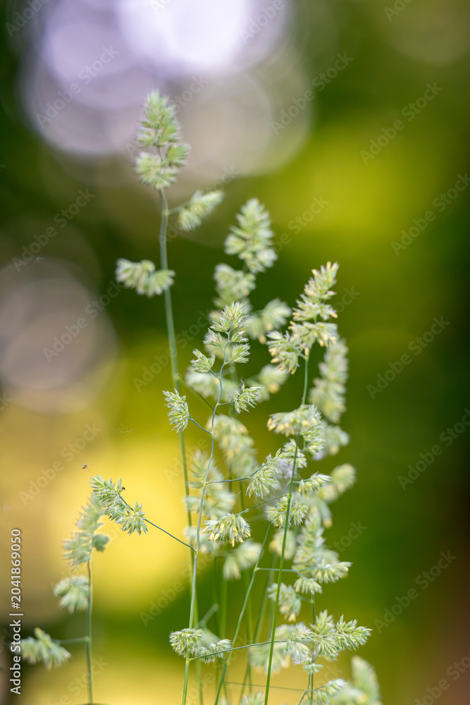 Obraz premium Beautiful green grass in a meadow