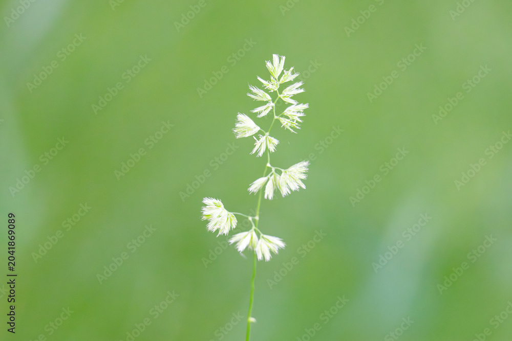 Obraz premium Beautiful green grass in a meadow