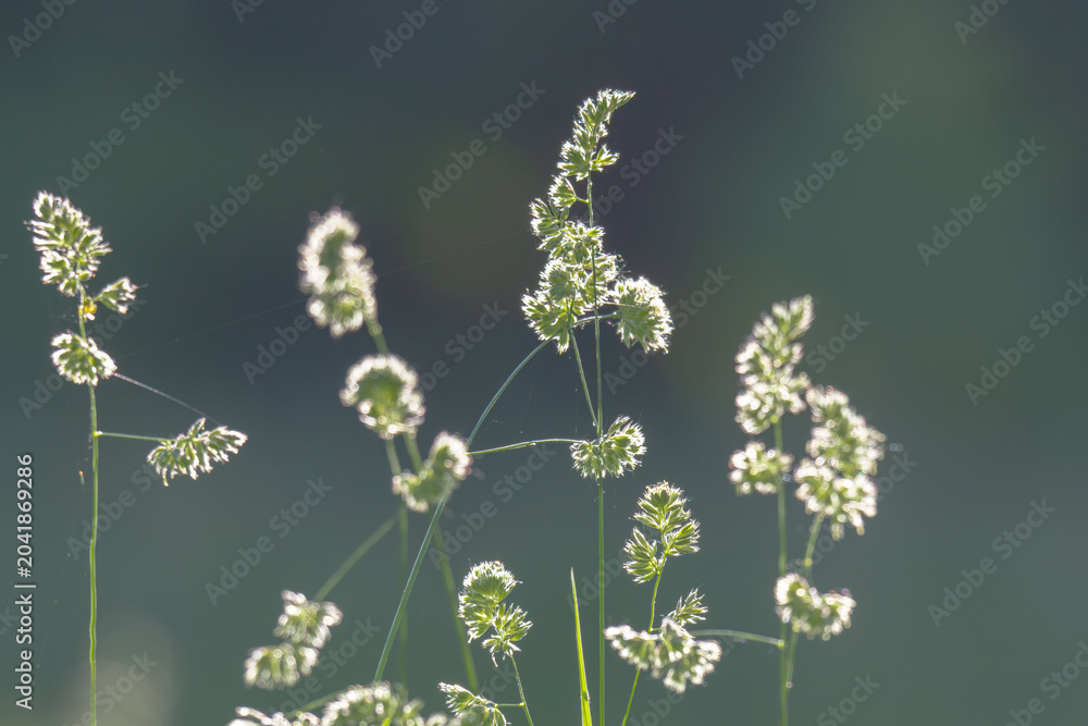 Obraz premium Beautiful green grass in a meadow