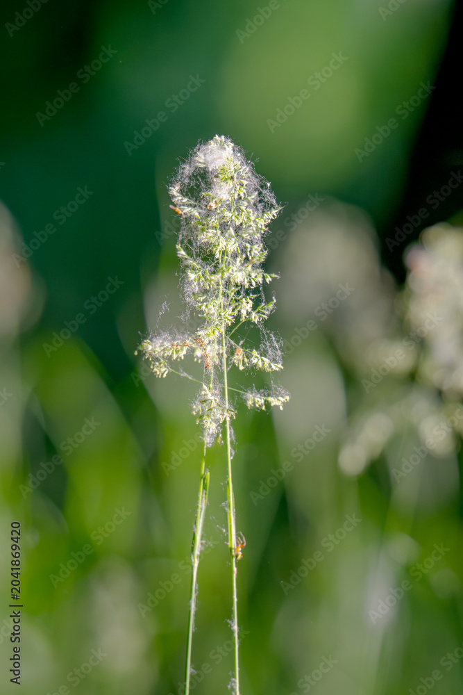 Obraz premium Beautiful green grass in a meadow