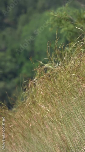 Vertical Golden Grass Swaying in Wind, Minimal Nature Background