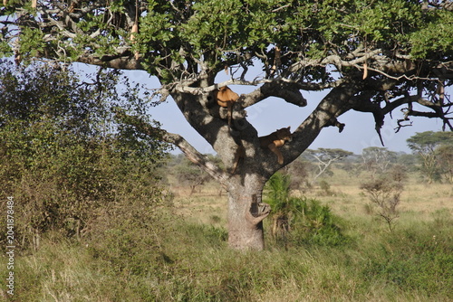 Leberwurstbaum mit Löwen in der Serengeti