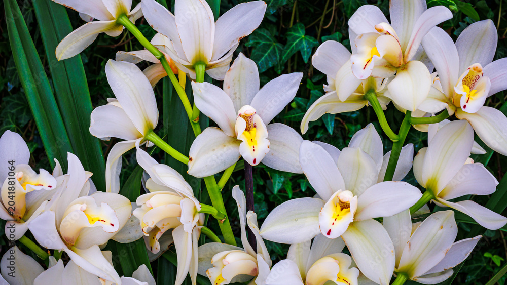 Fototapeta premium Orchids bloom in a garden setting, showcasing white flowers under natural sunlight near green leaves