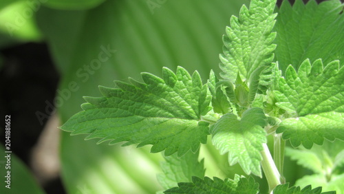 Quadro su tela Fresh green lemon balm leaves in a sunny garden