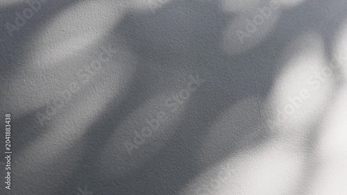 Abstract natural tree branch leaves shadow on white wall background