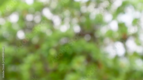 Abstract blurred green leaves with morning sunlight bokeh background