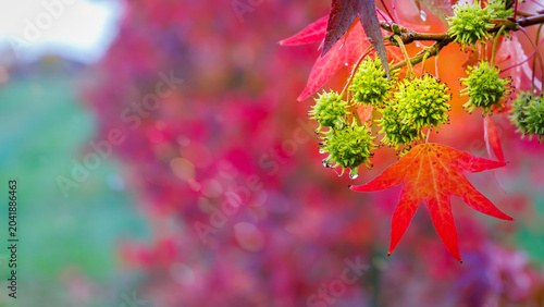 Cuadro en lienzo Bright leaves and green buds on a branch in a colorful autumn setting during lat