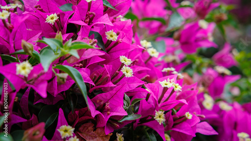 Colorful bougainvillea blooms fill the garden with vibrant pink flowers and small white blossoms under bright sunlight