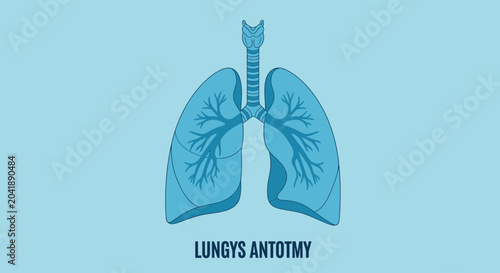 Obraz na płótnie Human Lung Anatomy Medical Illustration.