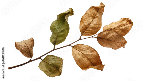 Photos Withered and green leaves on a branch