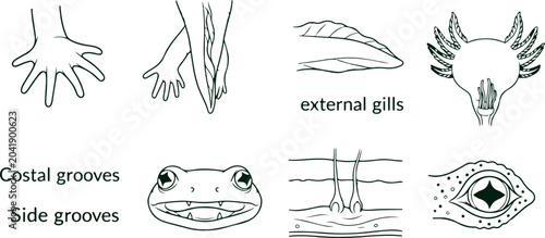 Photos Frog anatomy illustration, external gills, costal grooves, side grooves, skin texture, amphibian details, science
