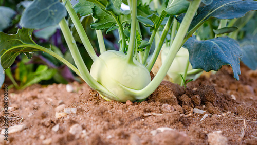 Konstfotografi Growing kohlrabi in a garden during the daytime in a residential area with healt