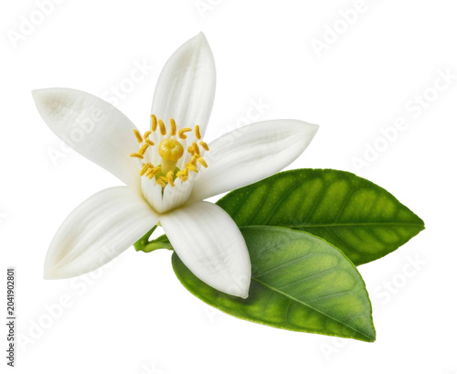 Blooming citrus flower in nature botanical illustration vibrant leafy background isolated on transparent background