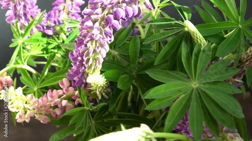 Lupine flowers. Bouquet of purple and pink buds plant