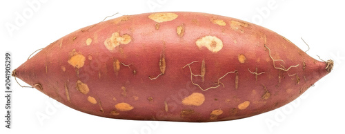 Sweet potato harvesting process farm food photography outdoor close-up freshness isolated on transparent background