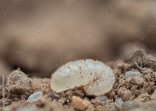 Auf der Makroaufnahme sieht man eine Ameisenlarve und mehrere Ameiseneier der hügelbauenden Waldameisen (Formica polyctena).