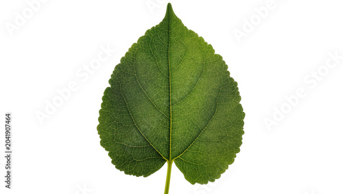 Fotografia Single green leaf with serrated edge and prominent veins