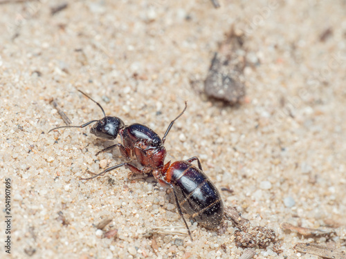 Nahaufnahme einer ungeflügelten Königin der Braunschwarzen Rossameisen (Camponotus ligniperda) auf sandigem Untergrund.