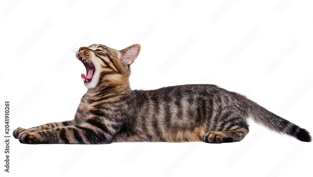 Obraz premium Tabby kitten yawning wide showing sharp teeth and pink tongue
