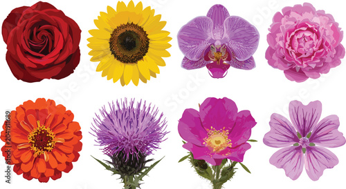 Tableau sur toile Beautiful realistic colorful spring and summer flower heads vector collection isolated on white