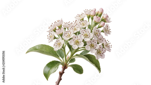 Foto White blossoms and green leaves on branch