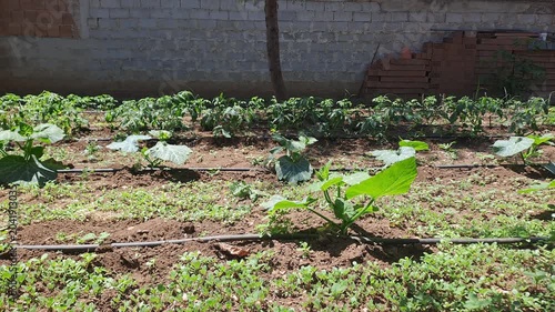 Garden bed with young zucchini and pepper plants establishing in rows with irrigation tubes