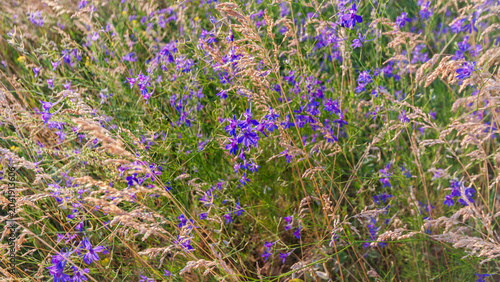 Purple consolida flowers among meadow grass banner.