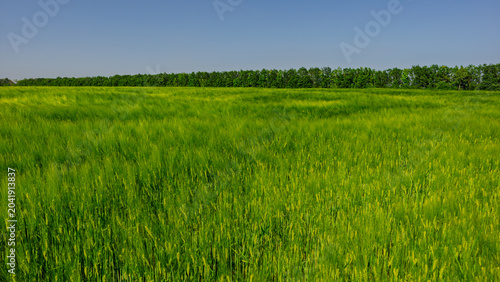 Foto Lush green wheat field at the edge of a deciduous forest under a blue sky web banner