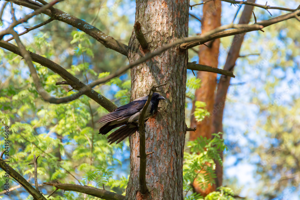 Fototapeta premium A crow sits on a pine branch in the forest.