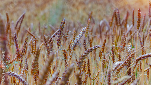 Quadro su tela Wheat field with golden crops swaying in the wind during sunset in a rural area