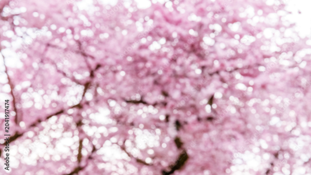 Fototapeta premium Cherry blossom trees bloom in spring at park, creating a vibrant scene filled with colors and life