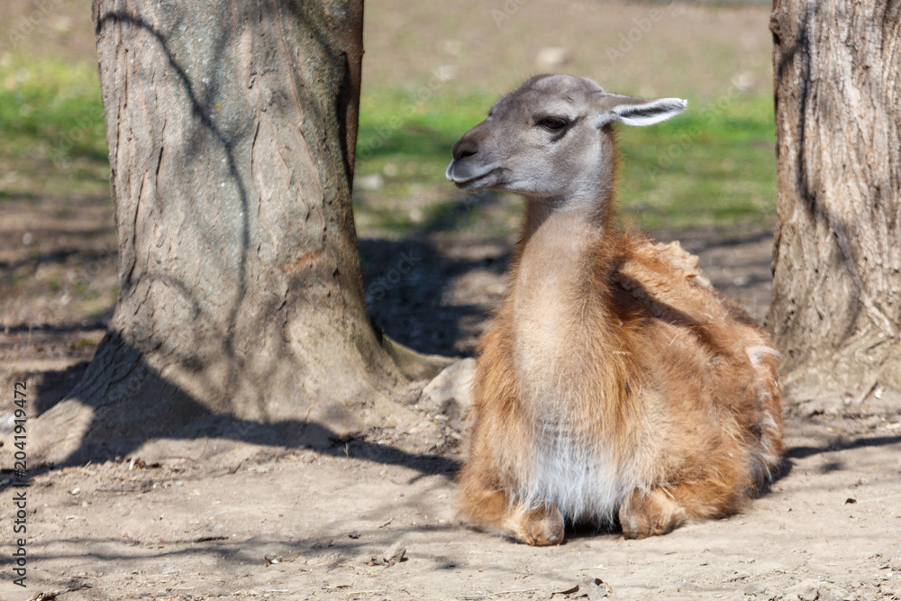 Naklejka premium Guanaco calf resting in sunlight between two tree trunks